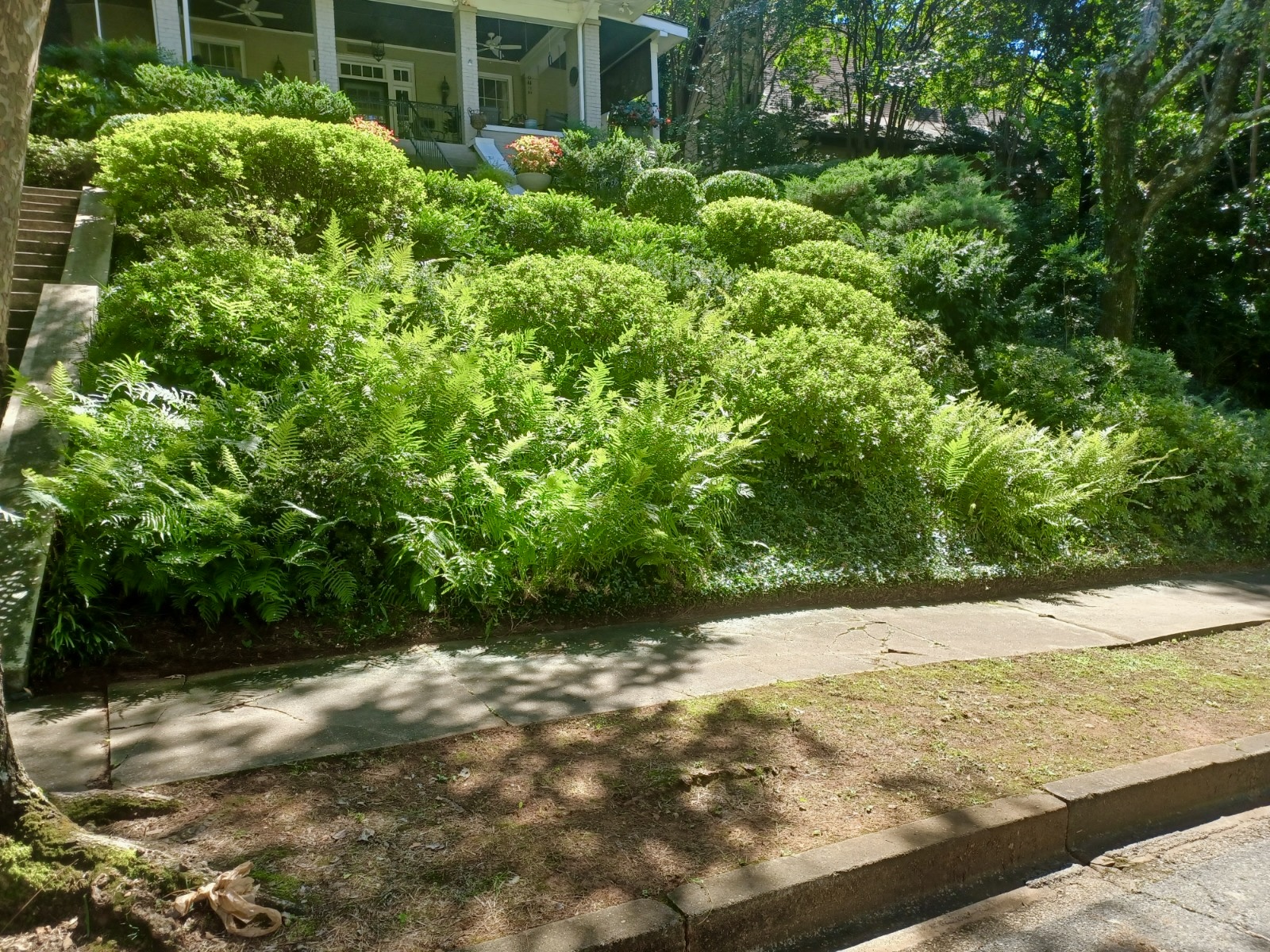 Terraced garden bed with ferns and sculpted shrubs along a sidewalk