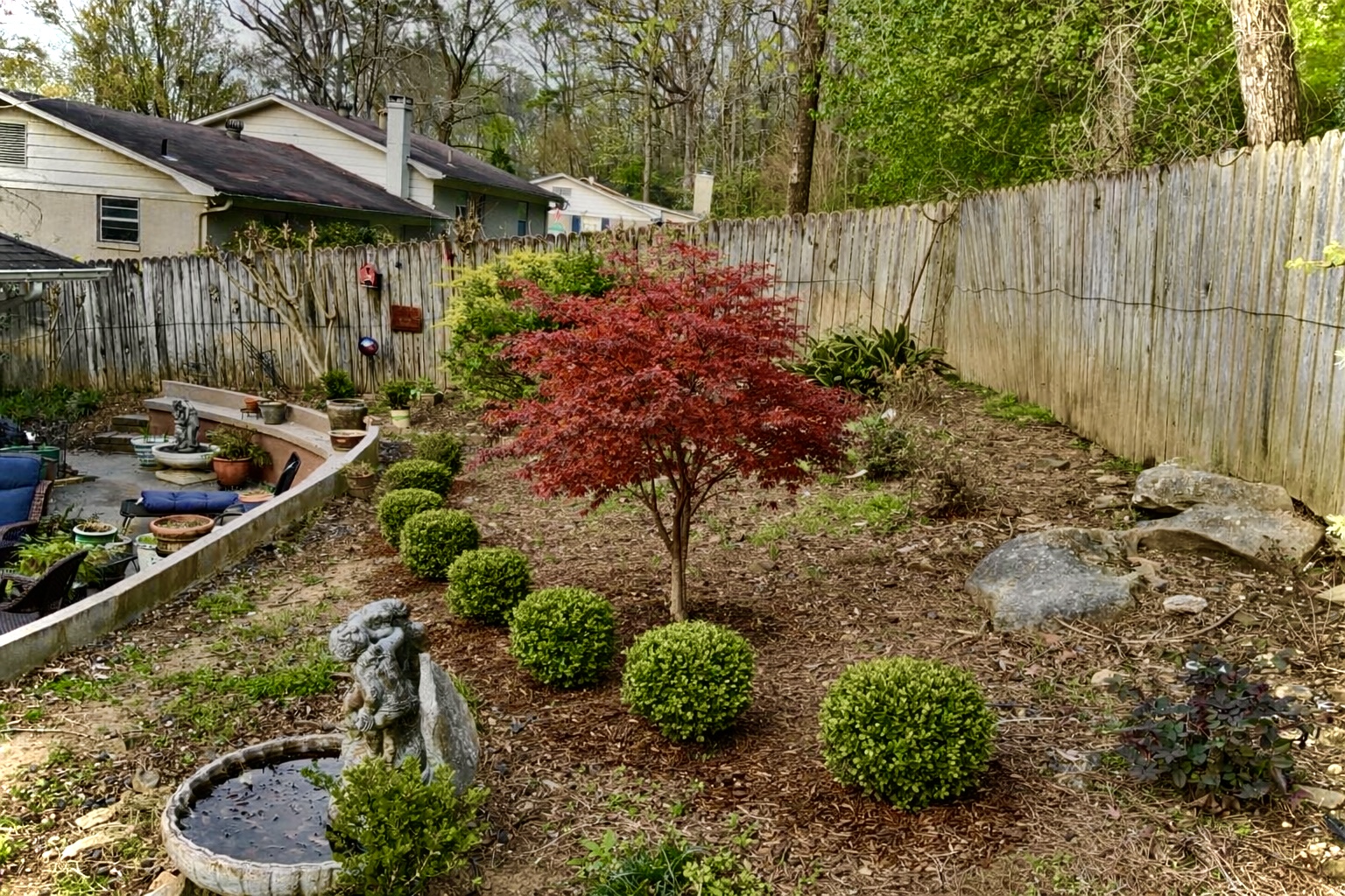 Garden landscape with sculpted boxwoods and Japanese maple